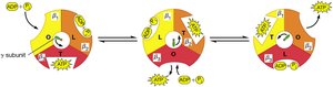 Rotational catalysis mechanism of ATP synthase