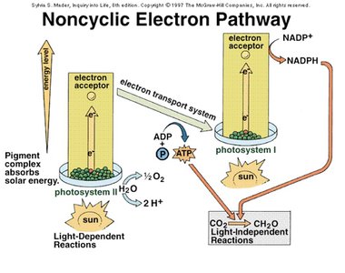 Overview of Photosynthesis