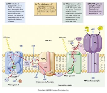 Thylakoid membrane electron transport