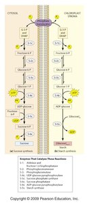 Calvin cycle diagram