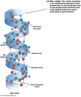 Alpha helix structure