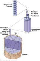 Keratin structure in hair
