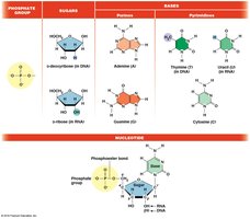 Nucleotide structure: phosphate, sugar, base