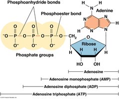 Table of bases, nucleosides, and nucleotides