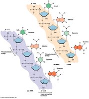 DNA and RNA polynucleotide chains
