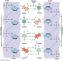Complementary base pairing in DNA