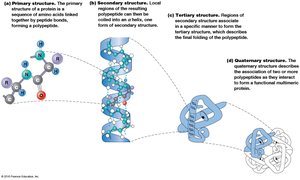 Diagram of primary, secondary, tertiary, and quaternary protein structure