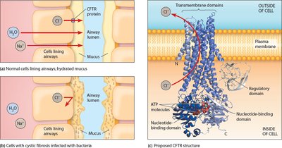 CFTR protein and its role in Cl- and H2O regulation
