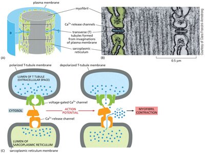 T tubules and sarcoplasmic reticulum in muscle contraction