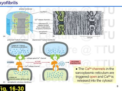 Ion channels at the neuromuscular junction