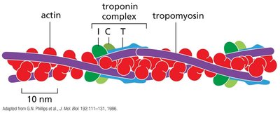 Troponin-tropomyosin regulation of actin filaments
