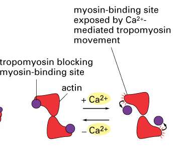 Ca2+ mediated exposure of myosin-binding site