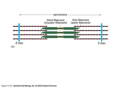 Sliding filament mechanism of muscle contraction