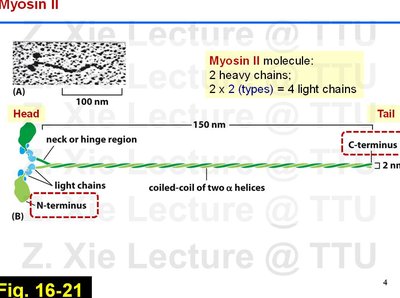 Structure of Myosin II molecule