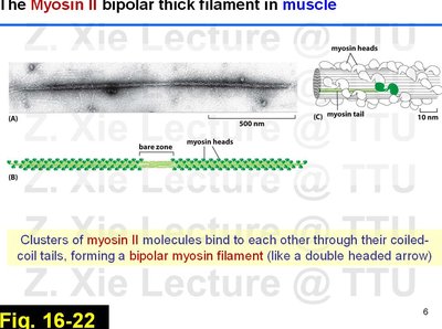 Bipolar thick filament of myosin II in muscle