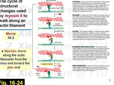 The myosin II cross-bridge cycle