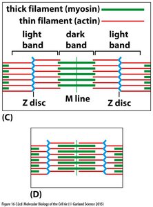Sarcomere structure with thick and thin filaments