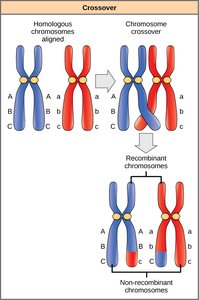 Diagram of chromosome crossover and recombination