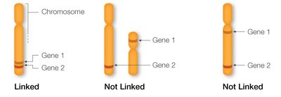 Diagram showing linked and unlinked genes