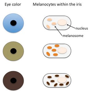 Diagram of eye color and melanocytes within the iris