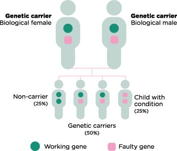 Diagram of genetic carrier inheritance
