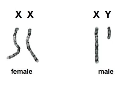 Diagram of XX and XY chromosomes