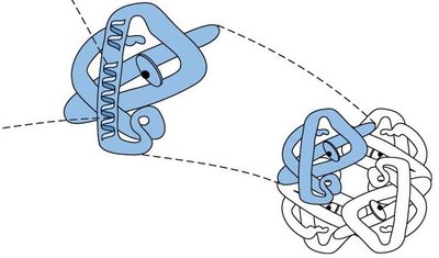 The four levels of protein structure