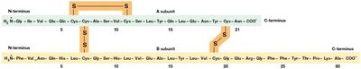 Amino acid sequence of insulin