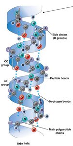 Beta sheet structure