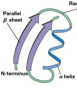 Parallel and antiparallel beta sheets