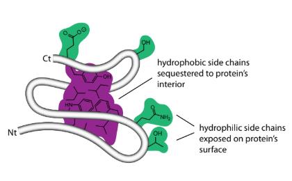 Hydrophobic and hydrophilic side chains in protein folding