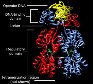 Protein with multiple functional domains