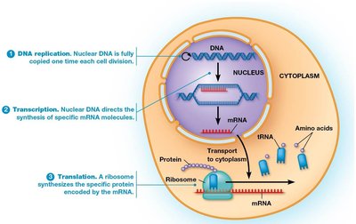 Central Dogma: DNA replication, transcription, and translation in a eukaryotic cell