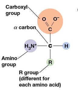 General structure of an amino acid