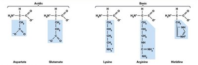 Structures of polar, charged amino acids