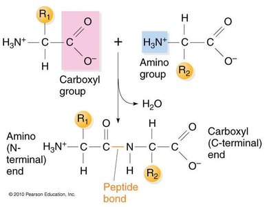 Peptide bond formation between two amino acids