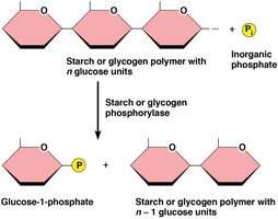 Diagram of phosphorolysis of starch or glycogen to glucose-1-phosphate