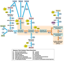 Pathways for entry of various sugars into glycolysis