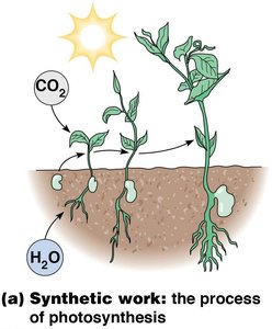 Synthetic work: the process of photosynthesis