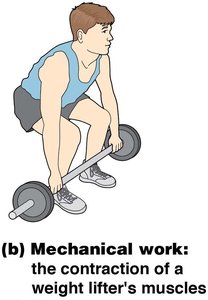 Mechanical work: the contraction of a weight lifter's muscles