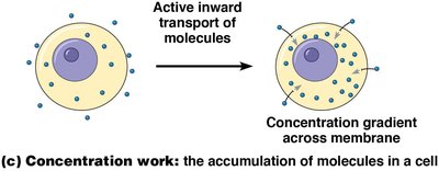 Concentration work: the accumulation of molecules in a cell