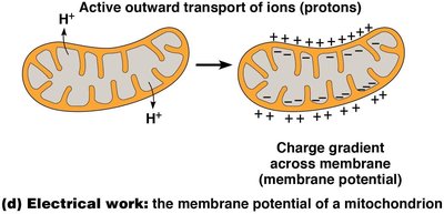 Electrical work: the membrane potential of a mitochondrion