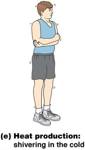 Heat production: shivering in the cold