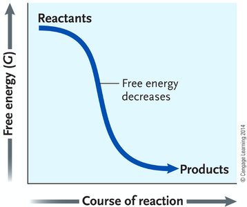Free energy decreases in exergonic reactions