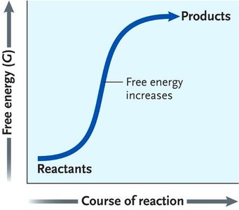 Free energy increases in endergonic reactions