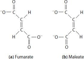 Succinate dehydrogenase substrate structure
