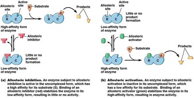Allosteric enzyme regulation