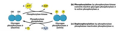 Feedback inhibition pathway