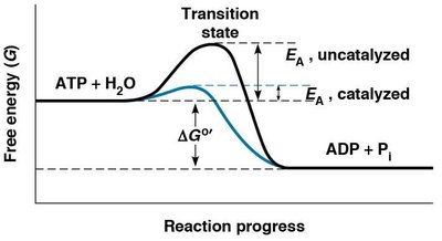 Free energy diagram showing catalyzed vs. uncatalyzed reaction