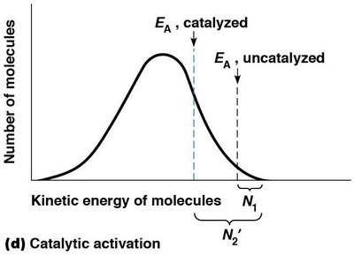 Catalytic activation lowers activation energy